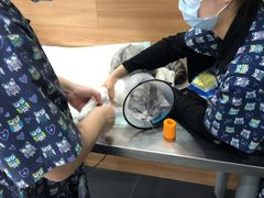 -爱侣宠医·鹦鹉专科·小型哺乳类·异宠专科(灵石路店)