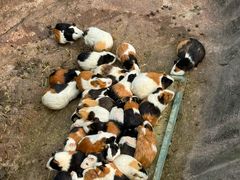 -西霞口神雕山野生动物世界