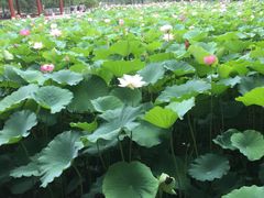 -绿茶餐厅(燕郊永旺店)