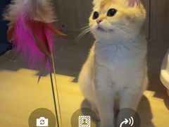 -lincat·猫舍(广州店)