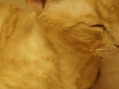 -猫和宫(六道口店)