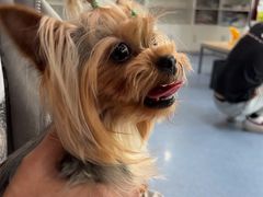 -顺强宠物诊所·狂犬免疫·夜诊·骨科(嘉定店)