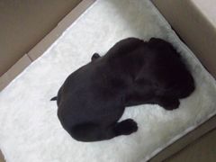 -宠颐生中康贝怡动物医院