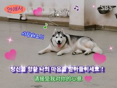 -星多哈·狗咖·拼豆·咖啡