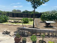 -南汇新场正宗水蜜桃采摘