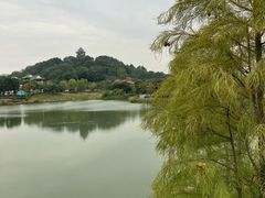 -王借岗森林公园