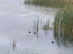 -野鸭湖国家湿地公园