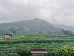 -龙坞茶村