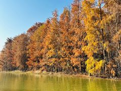 -上海海湾国家森林公园