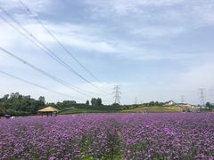 -紫颐香薰山谷景区