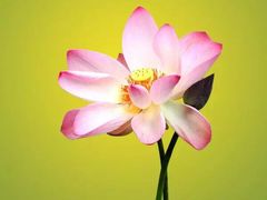 -维也纳国际酒店·佛山南海千灯湖桂城地铁站店