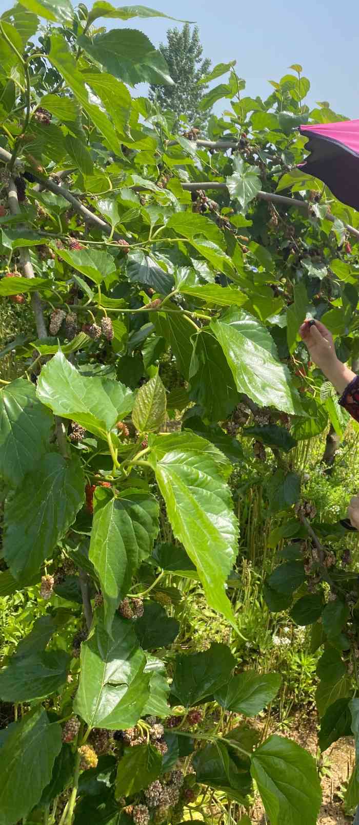 农趣乐黄陂智敏果园采摘-"离武汉市区约一个小时车程,看到团购活动就.