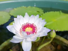 -云溪植物园