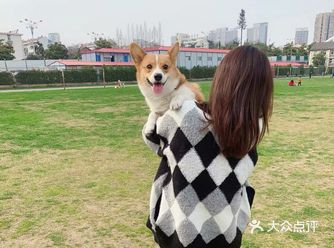 家有嘤嘤怪 柯基小短腿