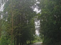 -四川省成都市彭州市白鹿镇
