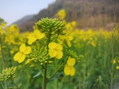 -贵阳市花溪国家城市湿地公园