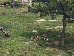 -西霞口神雕山野生动物世界