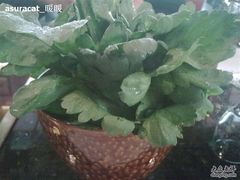 茼蒿，像一盆植物-王家渡火锅店(棕榈泉店)