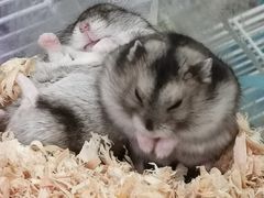 -乐宠宠物店(世纪金源店)