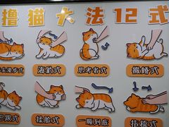 -有喵·猫咖·狗咖·30几只猫10只小狗(岗厦店)