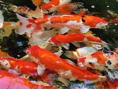 -Warung Babi Guling Ibu Oka 3