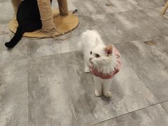 -楼上猫咖(罗湖店)