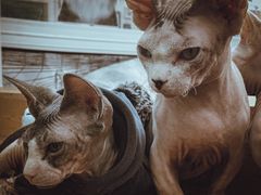 -猫小院猫主题咖啡厅(北锣店)