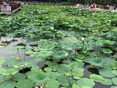 -莲花池公园
