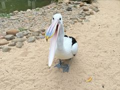 -费瑟代尔野生动物园