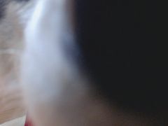 -Husky Go! 哈士奇体验馆·宠物咖啡厅狗咖