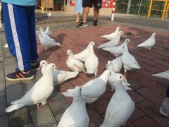 -飞来湖湿地公园