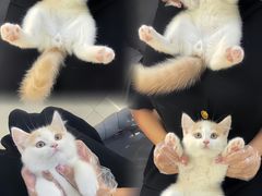 -lincat·猫舍(广州店)