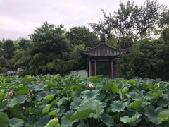 -莲湖公园