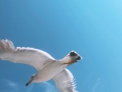 -海驴岛(荣成市)