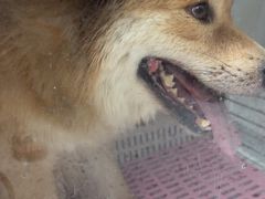 -瑞派康怡24h宠物医院·犬猫医疗中心·微创绝育(瑞景分院)