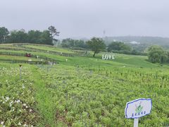 -大塘金香草谷