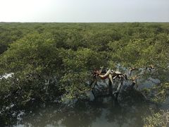 -北海金海湾红树林生态旅游区