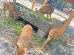 -长白岛森林公园