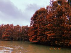 -上海海湾国家森林公园