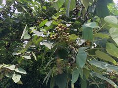 -金钉子远古世界景区