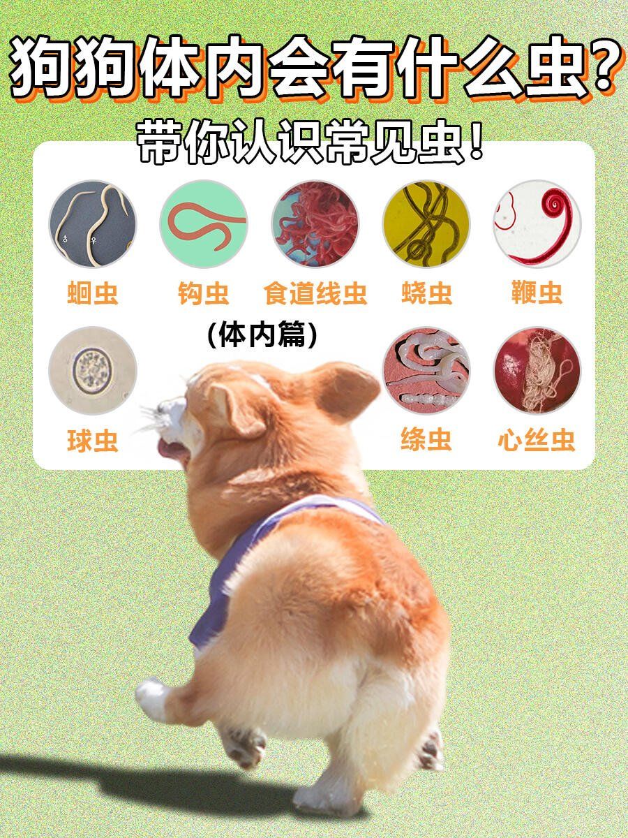 新手养宠!带你认识狗狗常见体内虫!