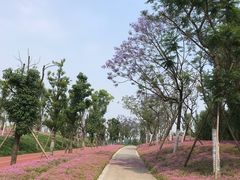 -白鹭湾湿地公园