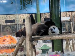 -栾川竹海野生动物园