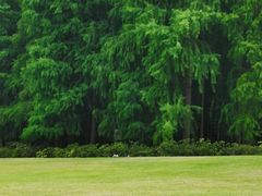 -上海共青森林公园