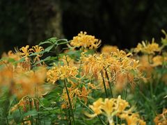 -杭州植物园