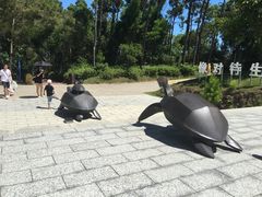 -广东惠东海龟国家级自然保护区