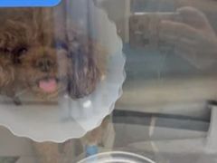 -美联众合动物医院·24h京西诊疗中心