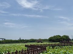 -荷塘月色湿地公园·向阳花洲