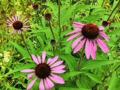 -洨河生态公园