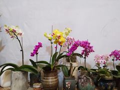 -白佛花鸟鱼虫批发市场小型宠物交易(东区)
